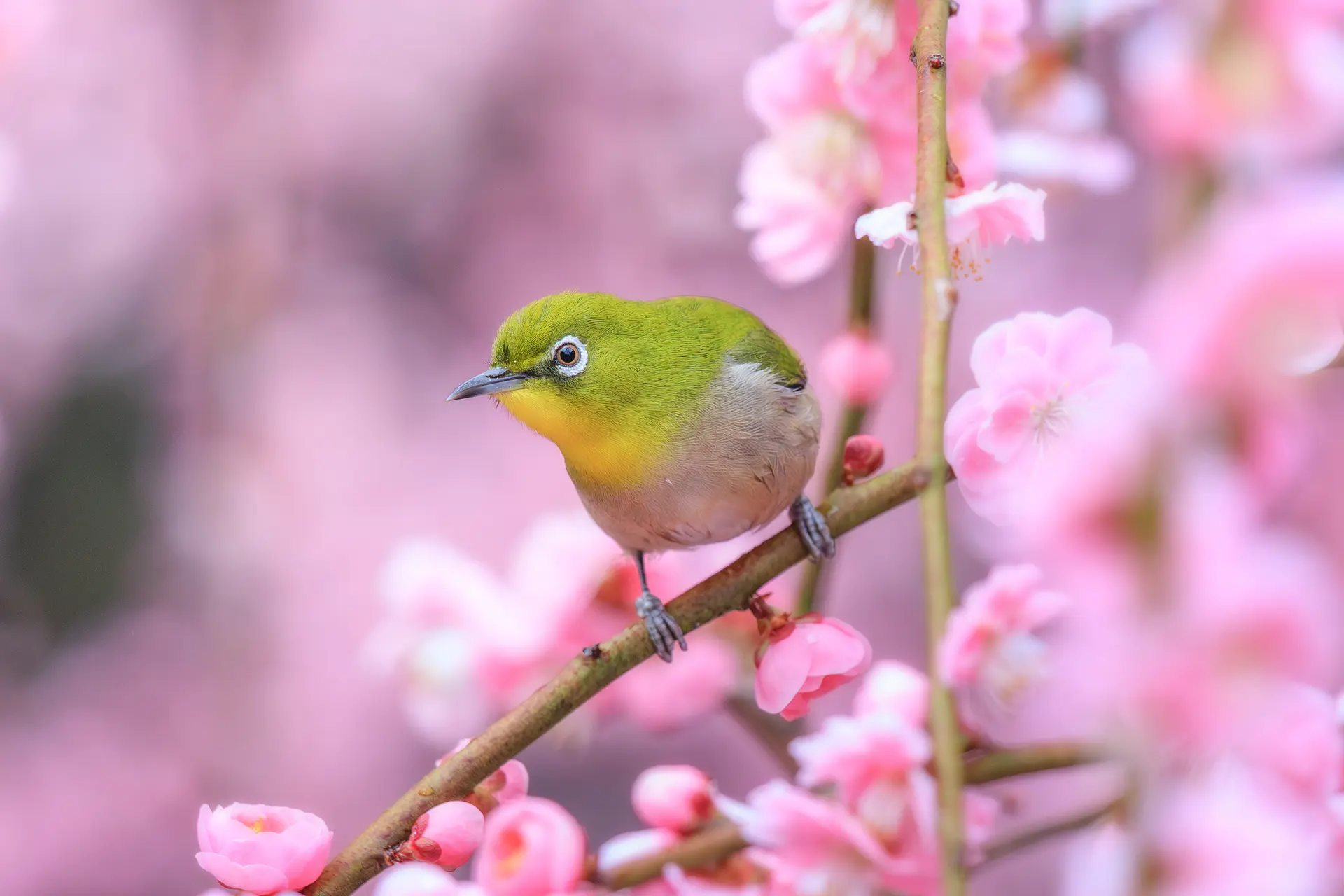 梅の蜜にやってくるメジロが可愛い💖