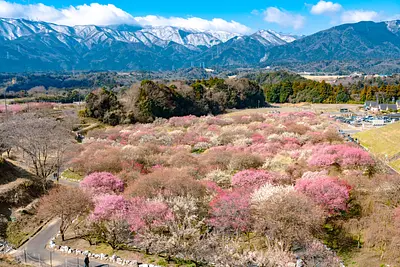 いなべ市農業公園の梅