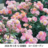 レッドヒル　ハッピーローズフェスタ2026