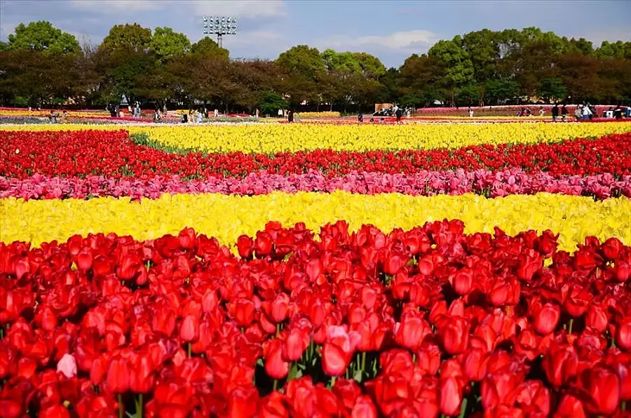 ¡Artículo especial sobre los famosos lugares de tulipanes en la prefectura de Mie! Presentaremos los famosos lugares de tulipanes que se pueden disfrutar de marzo a abril. [edición 2024]