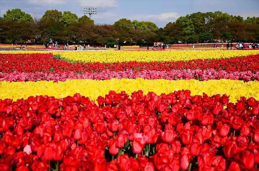 三重縣郁金香的名勝特輯!我介紹從3月到4月可以欣賞的郁金香的名勝。【2024年版】