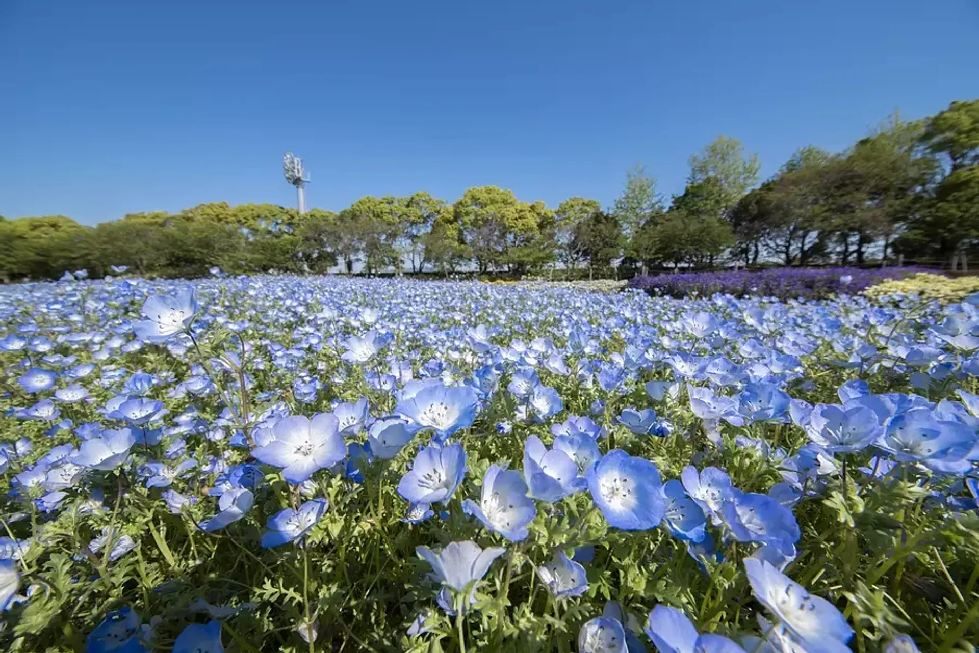 なばなの里 ネモフィラまつり