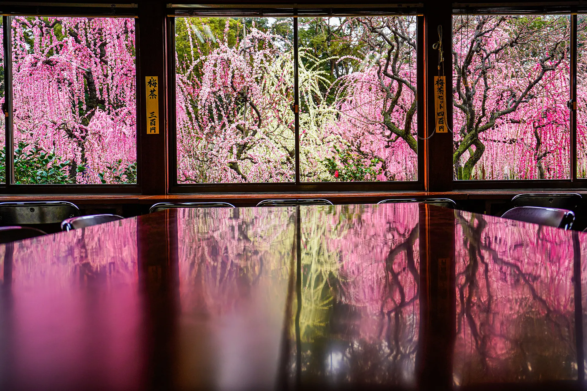 リフレクションでここにしかない梅絶景を