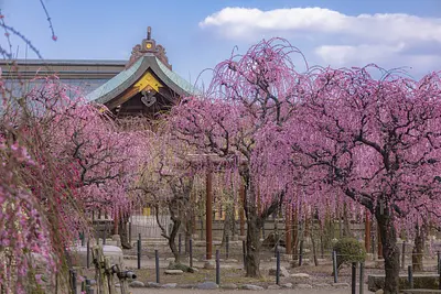 結城神社の梅まつり 梅苑の開催は2024年2月10日(土）から！咲きしだれる梅に魅了されて下さい♪