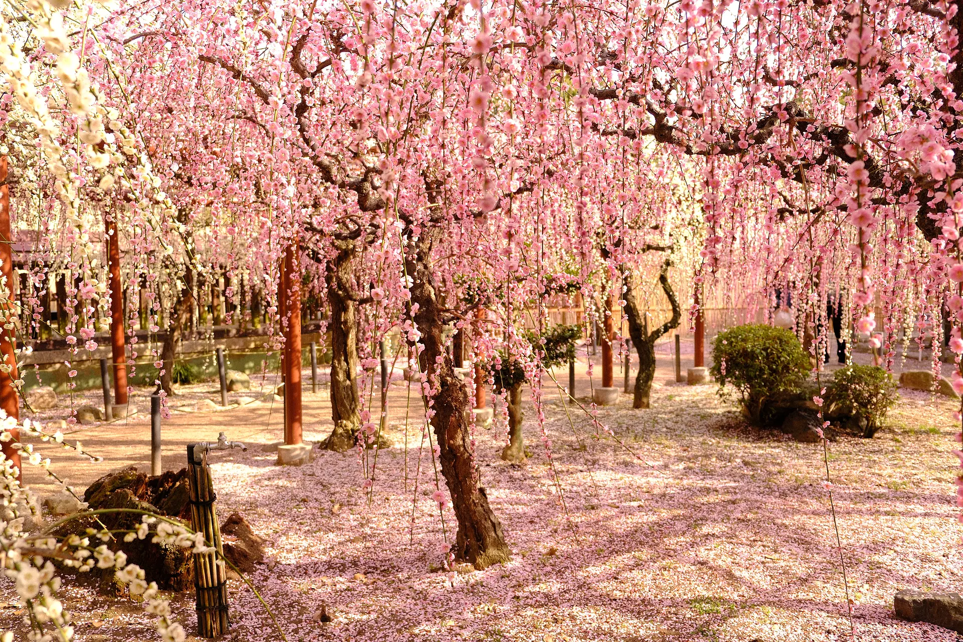 花びらの絨毯も見どころの一つ