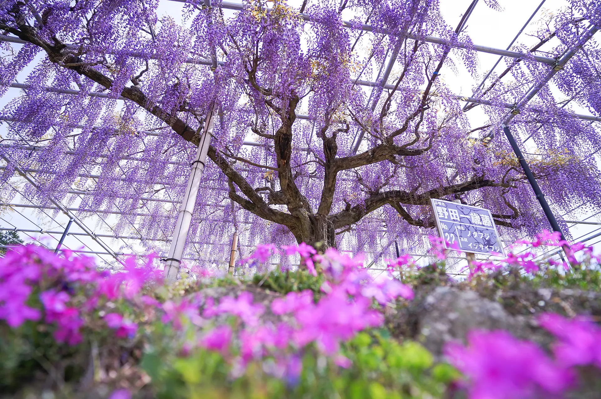 藤のガーデン