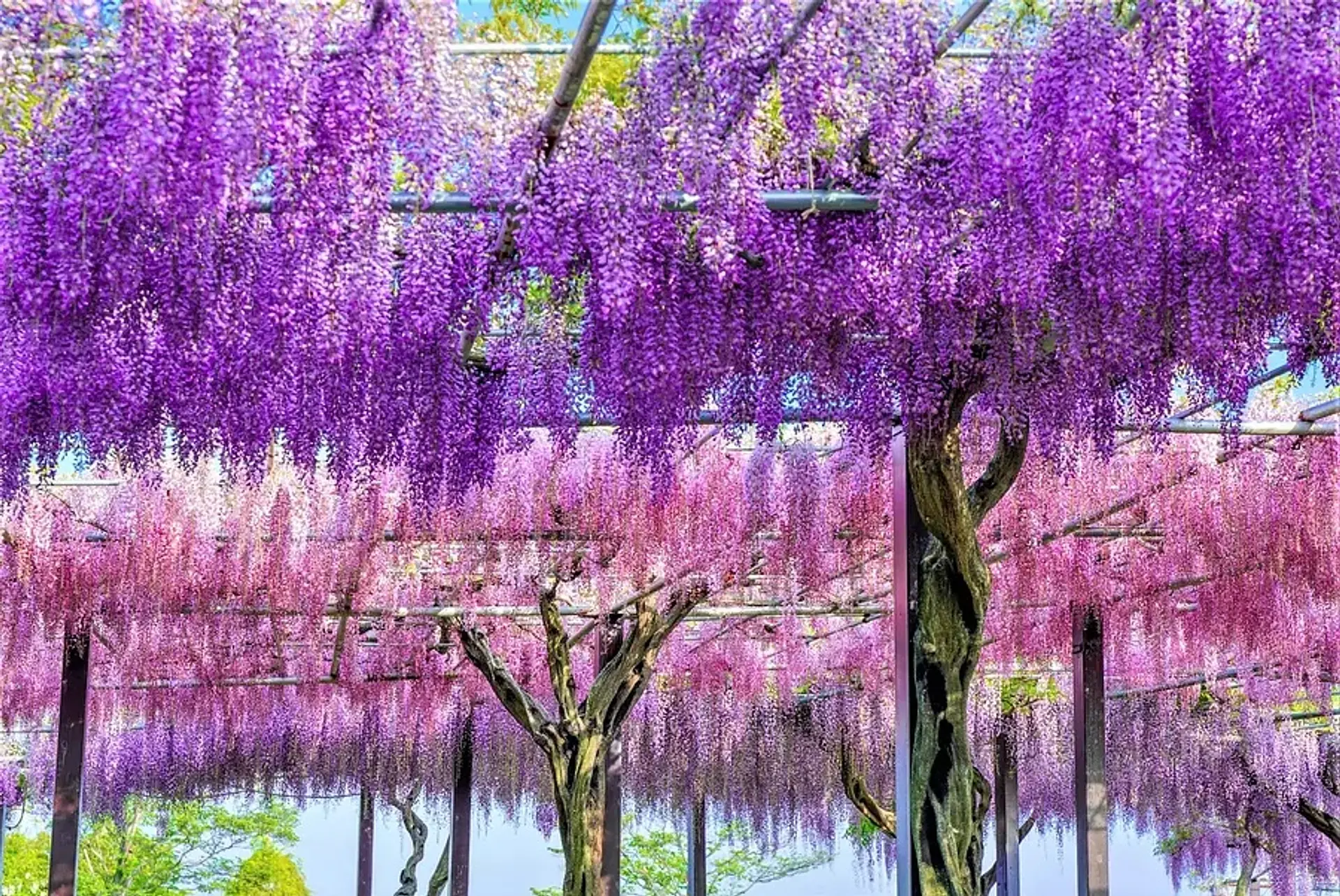 かざはやの里の藤まつり