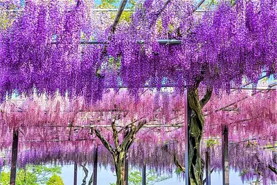 かざはやの里の藤まつり