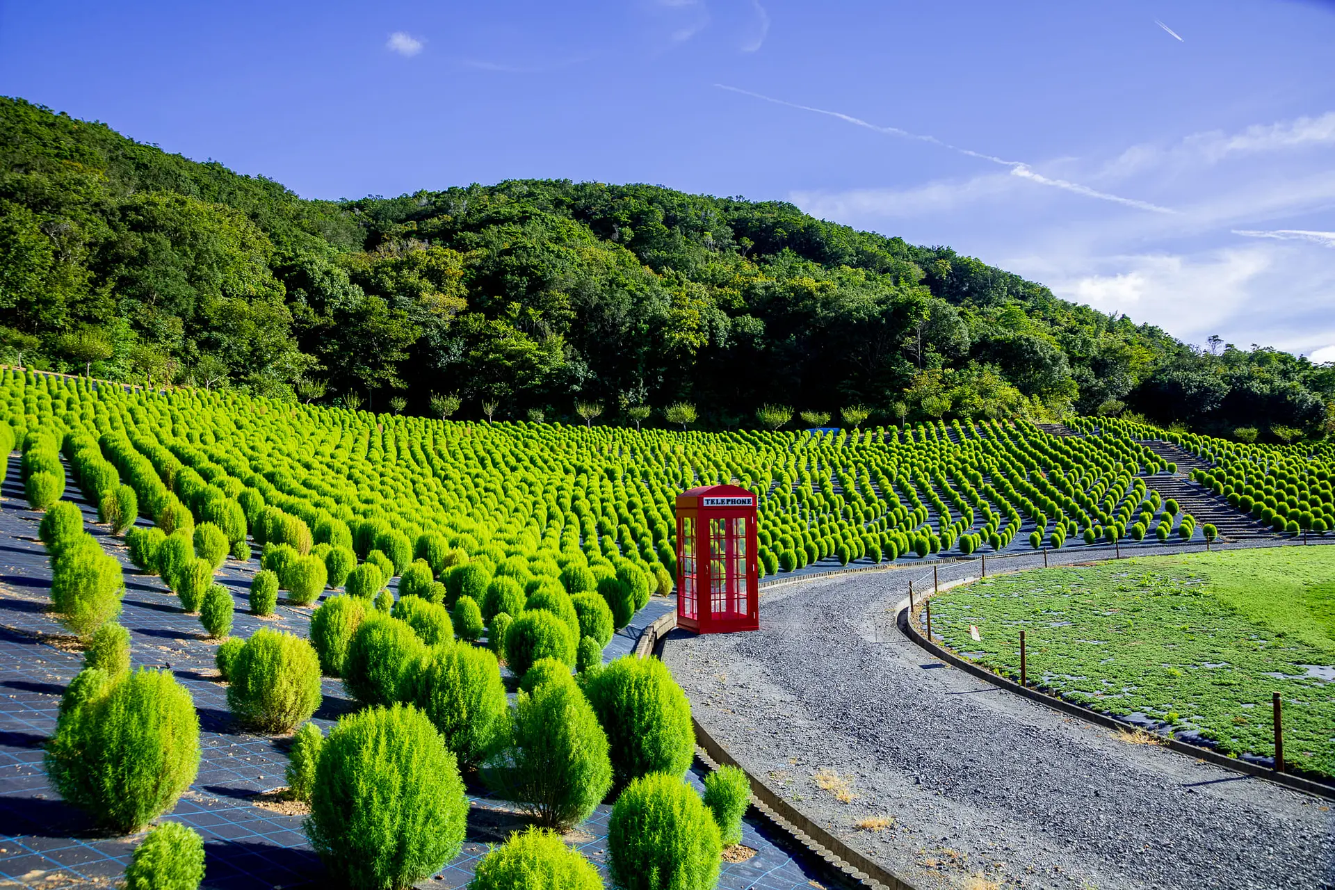 丘一面のコキア