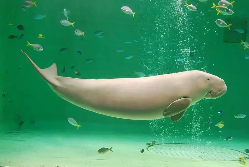 鸟羽水族馆（TobaAquarium）