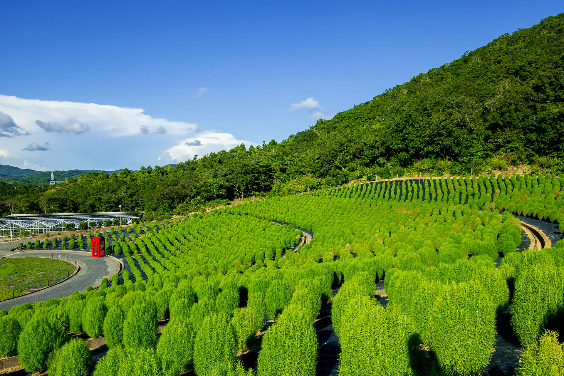 コキアの中から