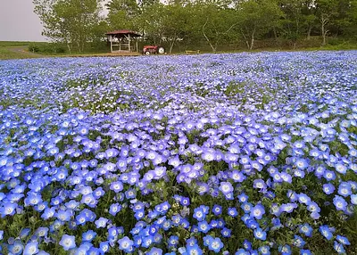 Jardin d&#39;herbes aromatiques du Menard Aoyama Resort