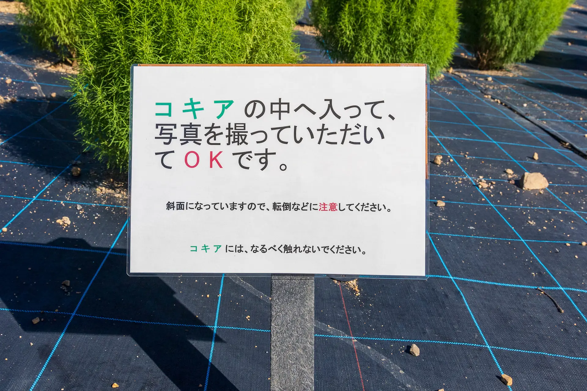 写真撮影について