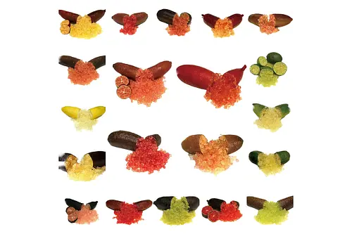 フィンガーライム 講習・苗木直売会 