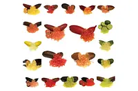 フィンガーライム 講習・苗木直売会 