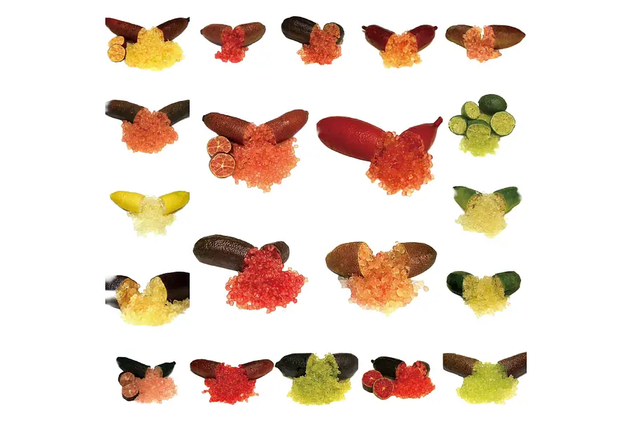 フィンガーライム 講習・苗木直売会 