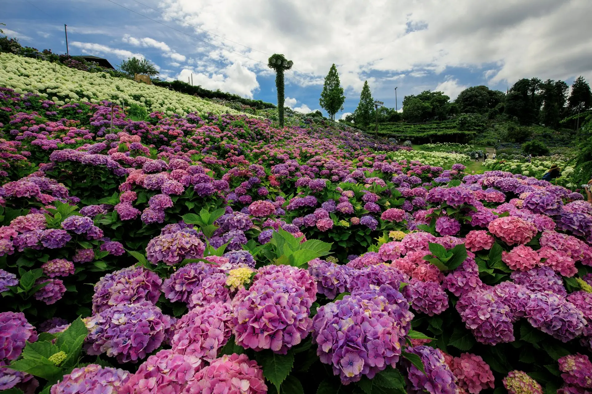 三重県のあじさいの名所