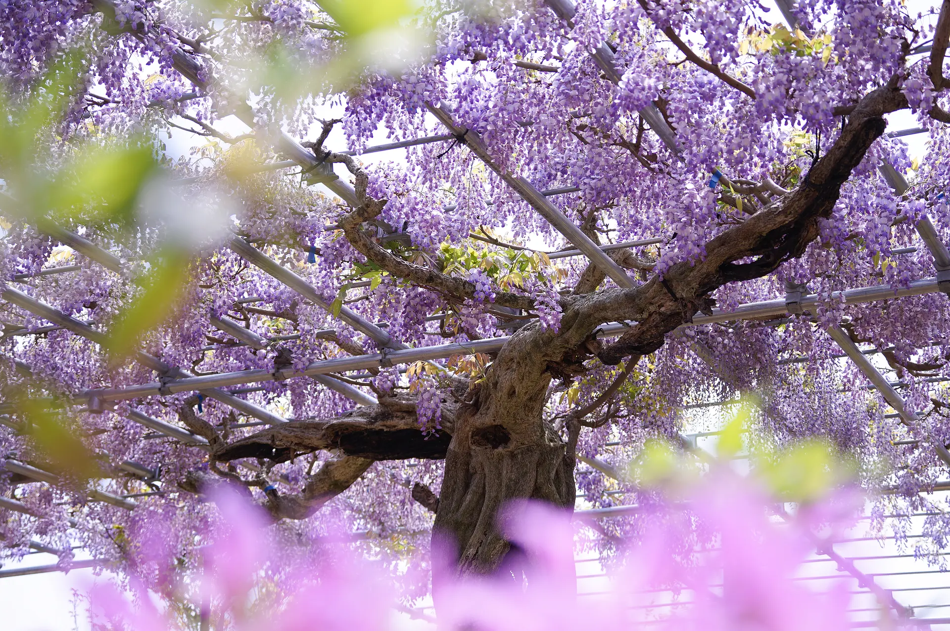 木の幹に現れた愛らしい宇宙人