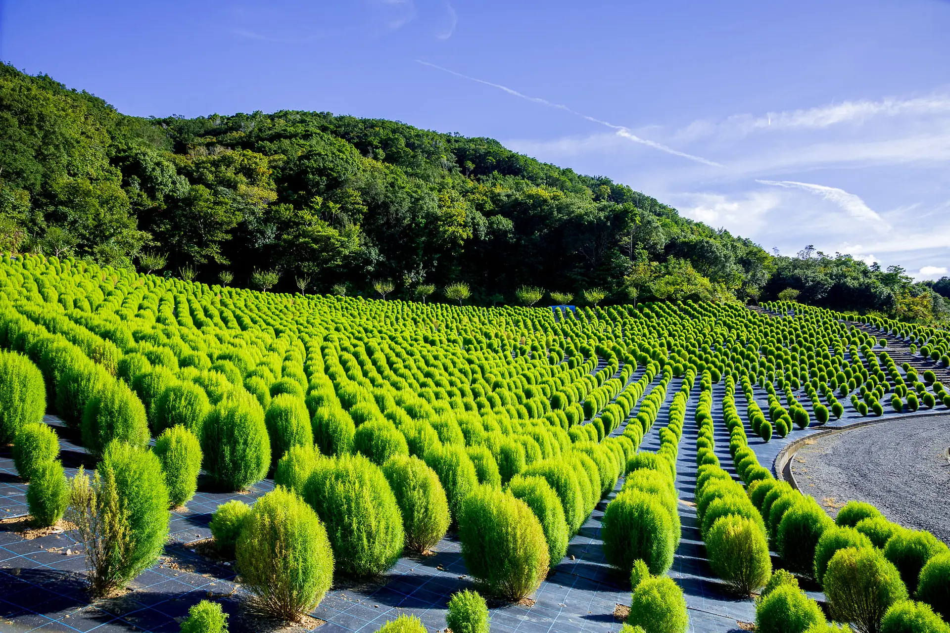 コキアの中から