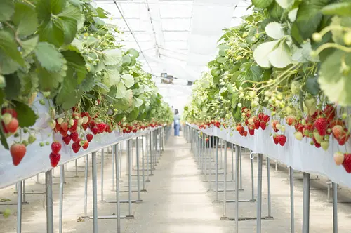 strawberry picking