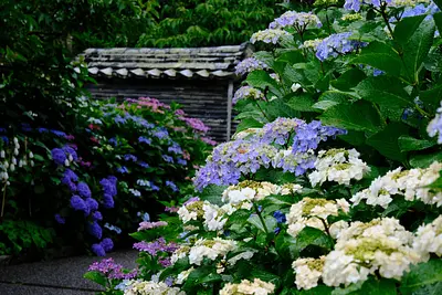 大慈寺のあじさい（8）