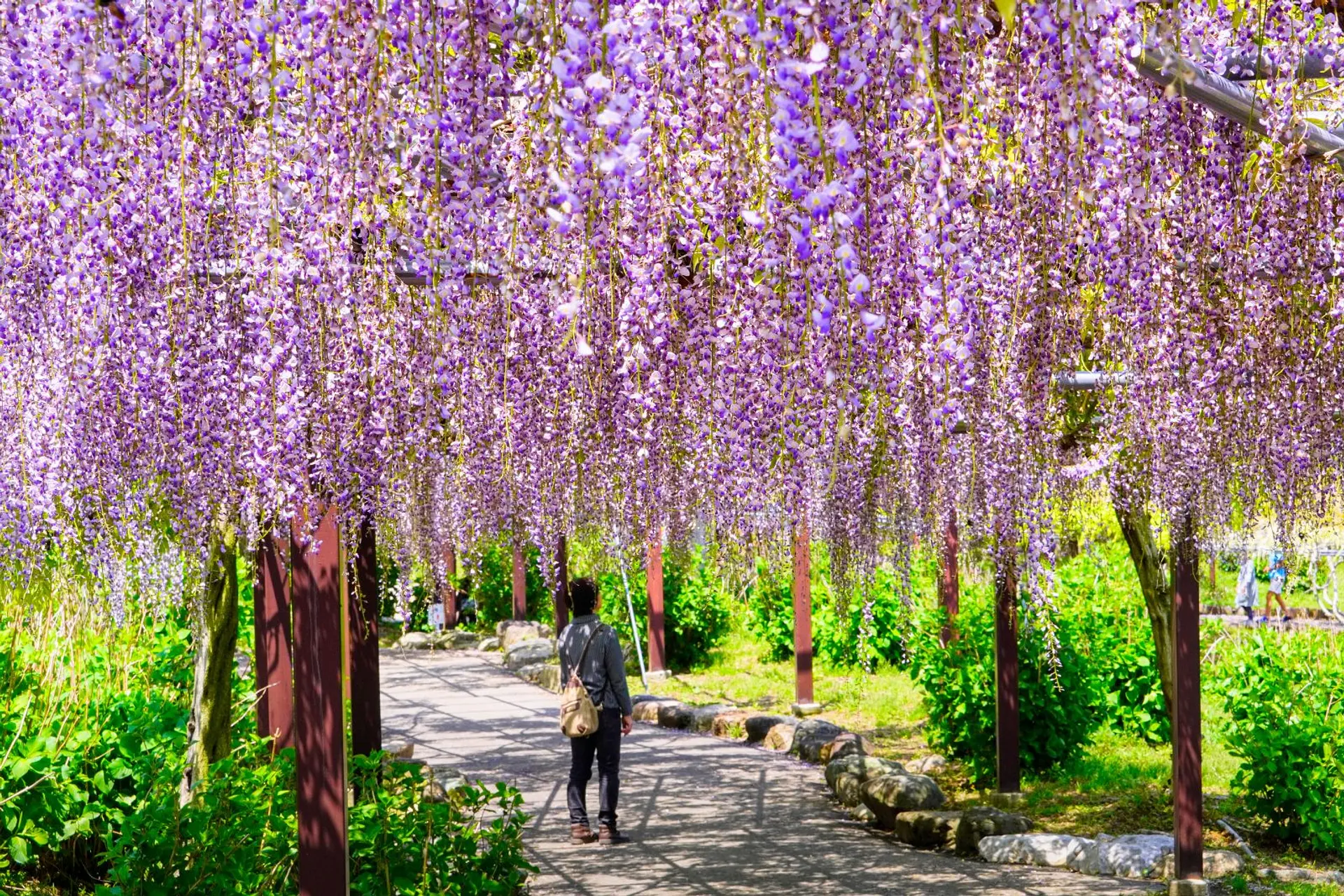 三重県の藤の名所