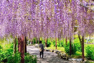 三重県の藤の名所