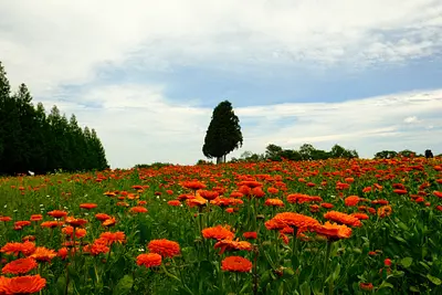 メナード青山リゾートのポットマリーゴールド（1）