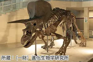 絶滅生物の骨格標本が登場！