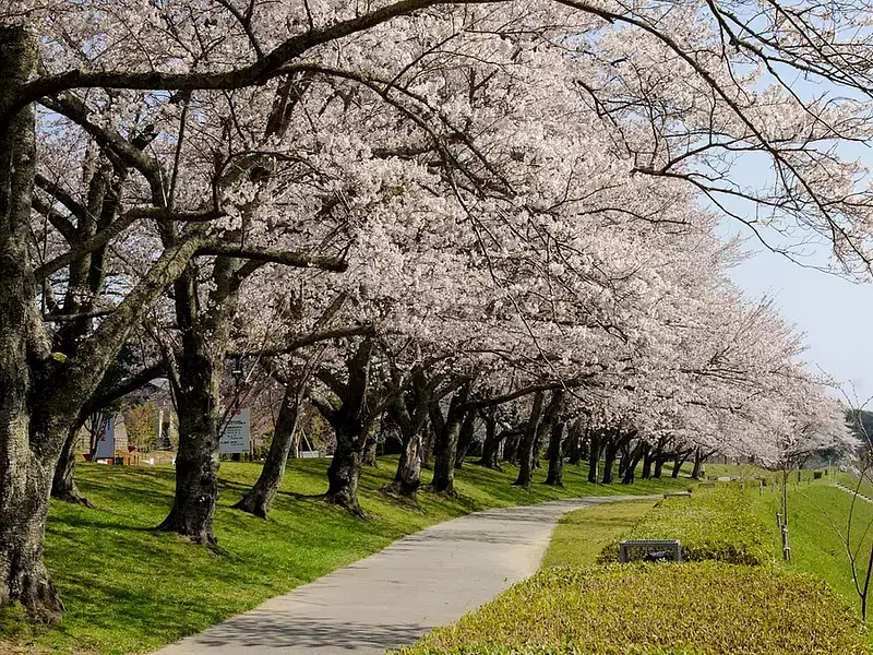 Famous cherry blossom spots in Mie Prefecture