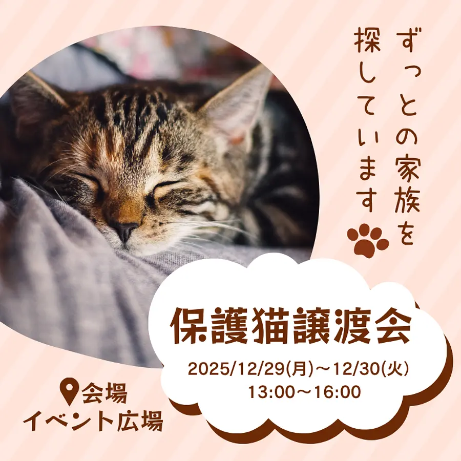 保護猫譲渡会