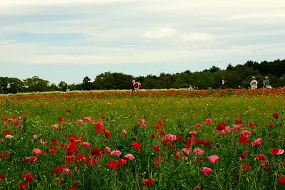 メナード青山リゾートのポットマリーゴールド（2）