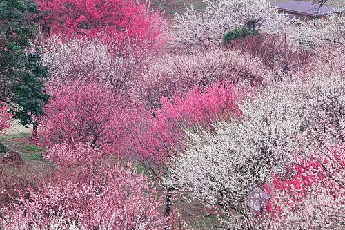 1.かざはやの里の梅の絶景「梅の雲海」