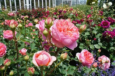 Célèbres spots de roses dans la préfecture de Mie