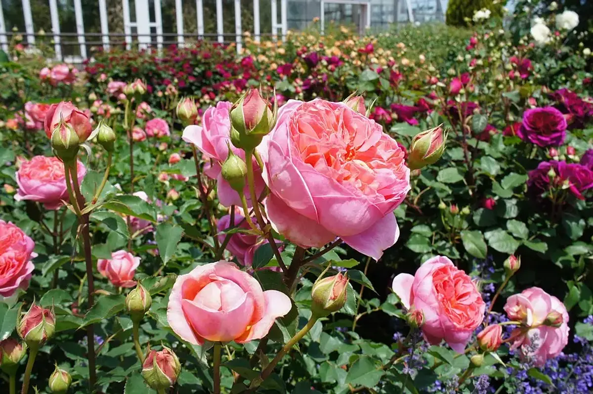 Famous rose spots in Mie Prefecture