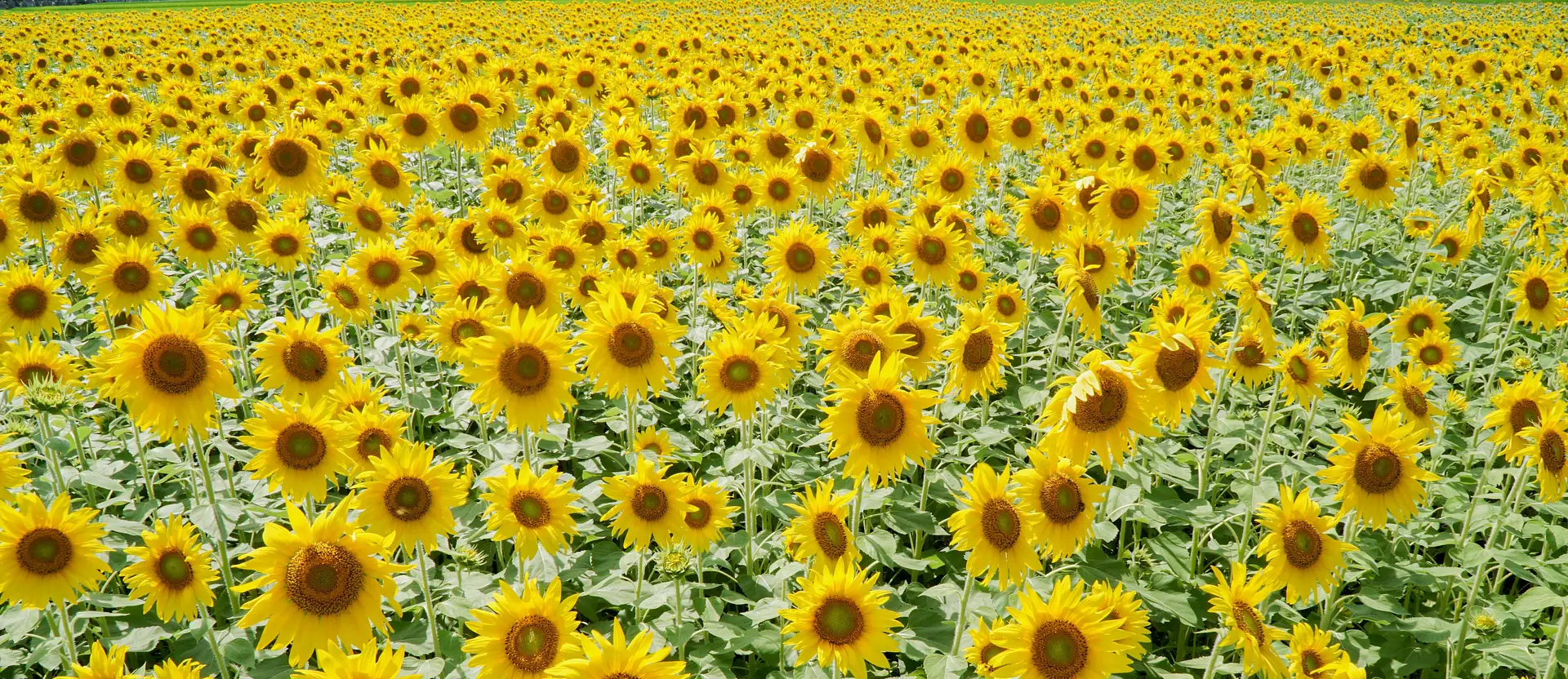 無数のひまわり