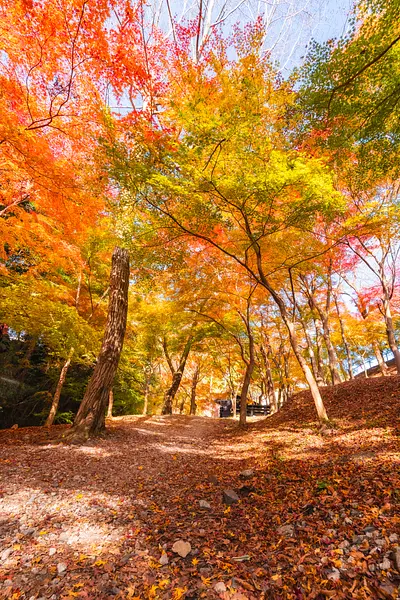 水沢もみじまつり（7）