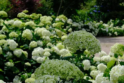 赤塚植物園のアジサイ（1）