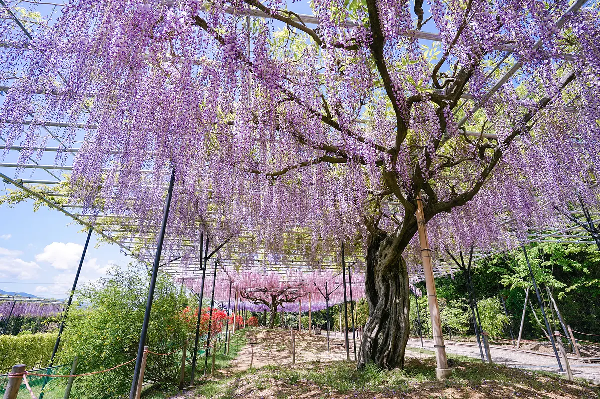 jardin de glycines