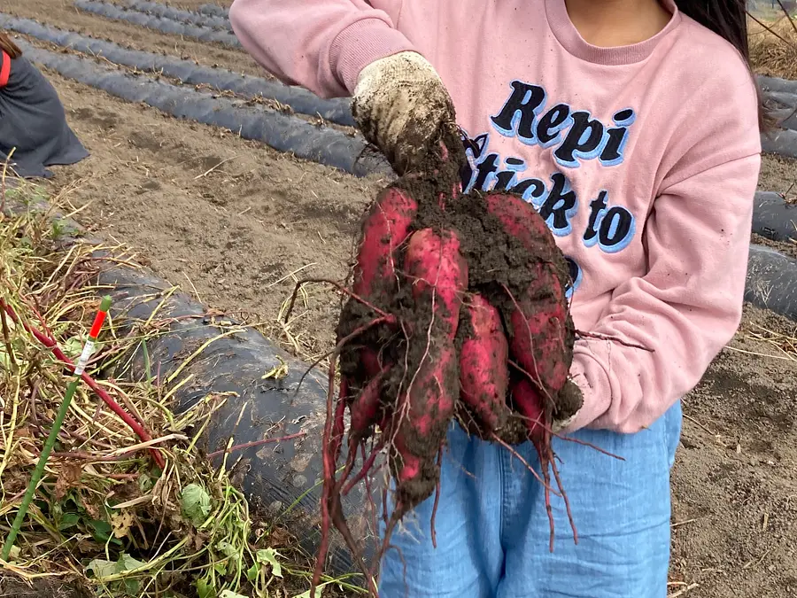 お芋づくり きわみん体験　2024年度参加者募集　申込締切5/31