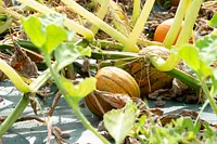 ハロウィンかぼちゃ装飾体験　