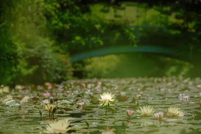 レッドヒルヒーサーの森の睡蓮（3）