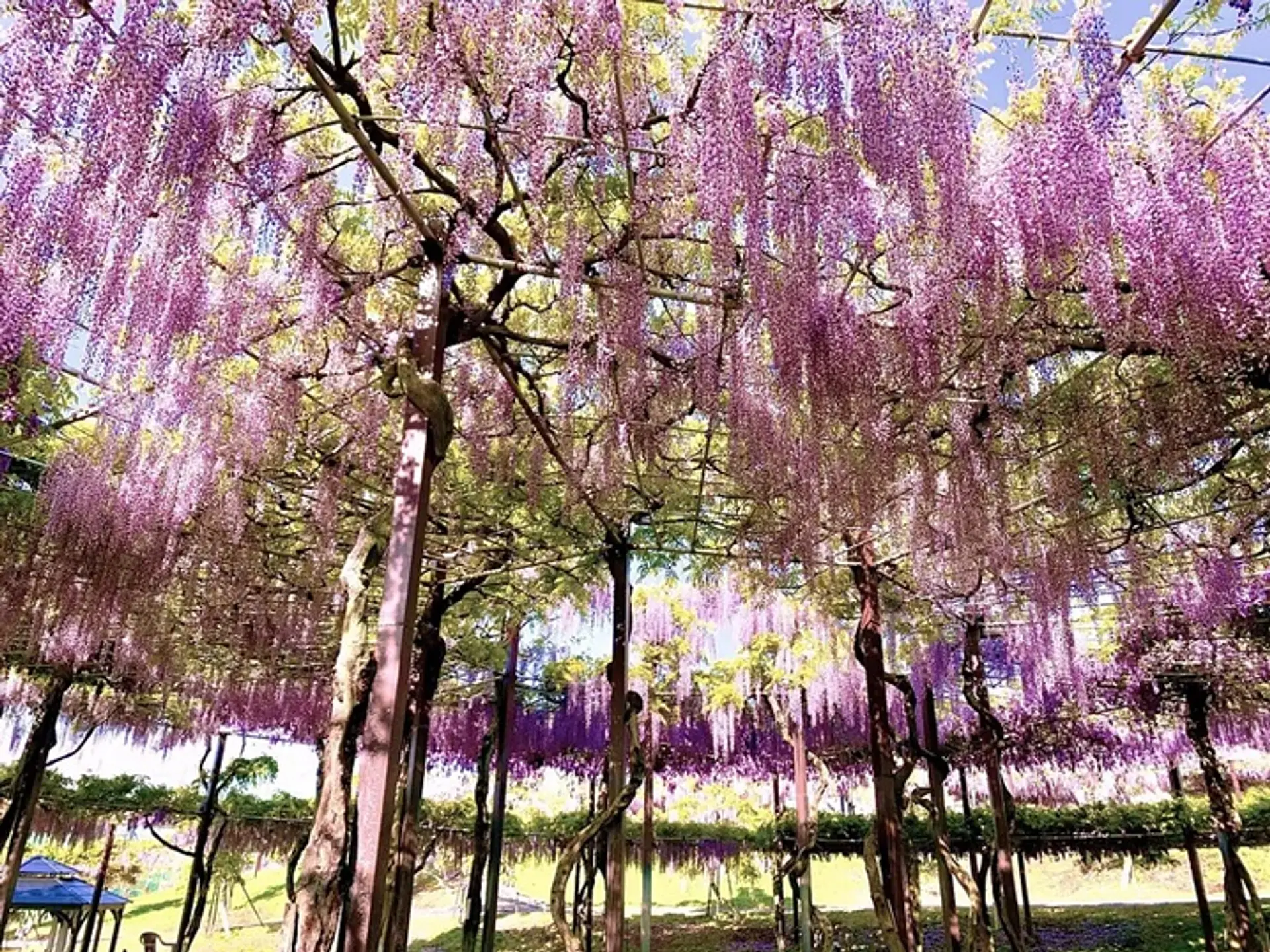 かざはやの里　藤まつり