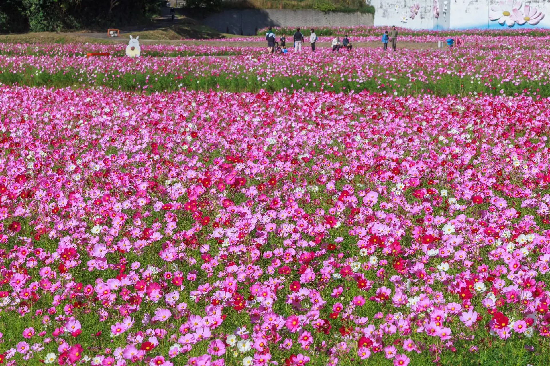とことめの里一志のコスモス