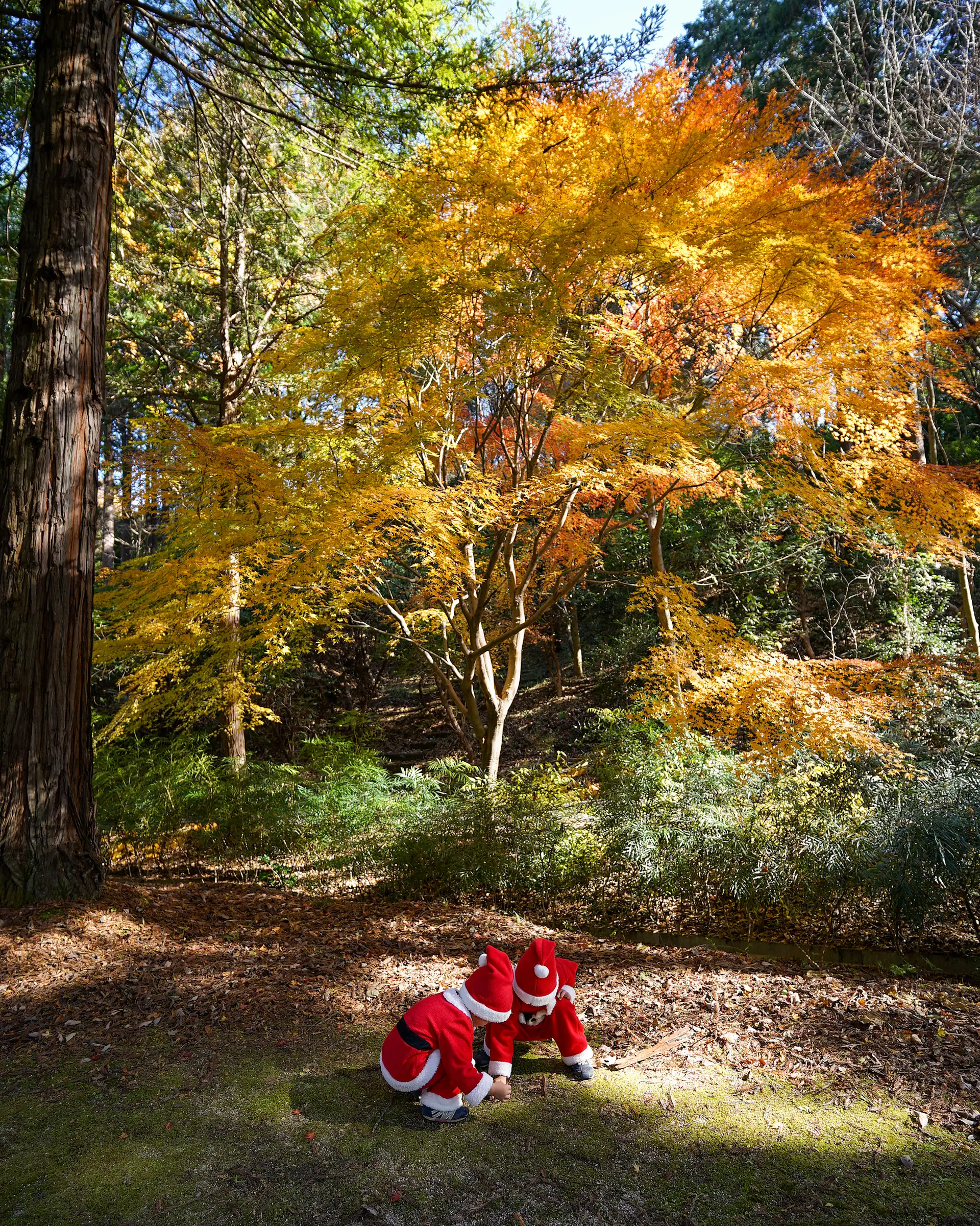 レッドウッドの森の紅葉