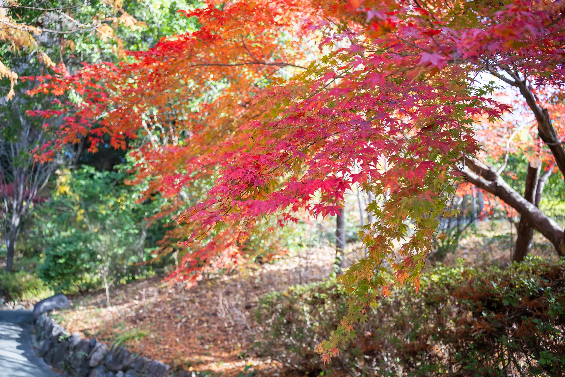 レッドヒルの紅葉
