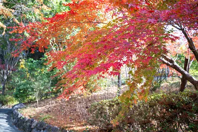 レッドヒルの紅葉