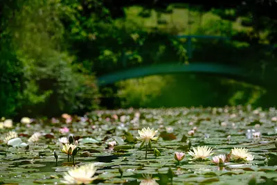 レッドヒルヒーサーの森の睡蓮（4）