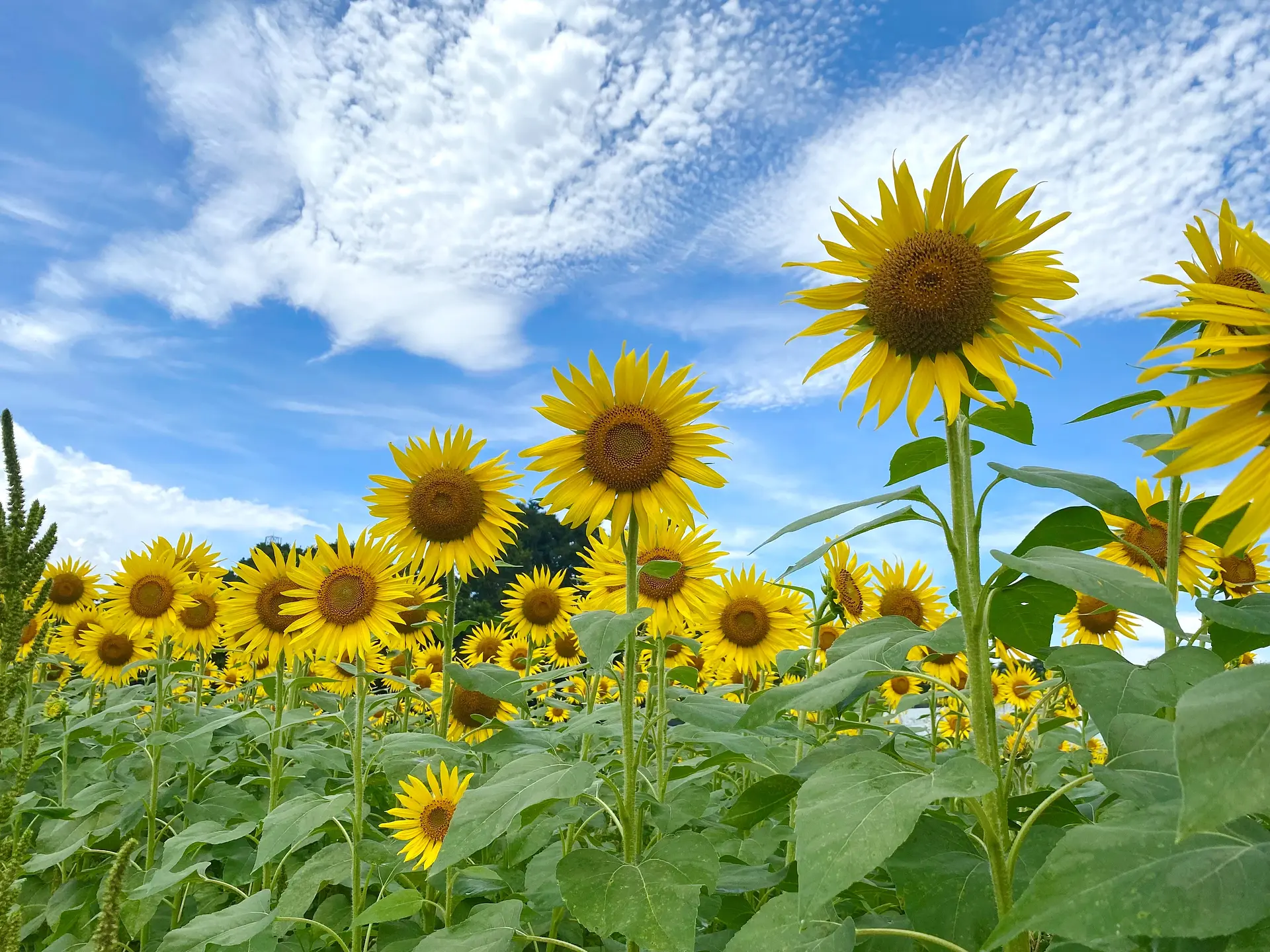 とことめの里のひまわり畑