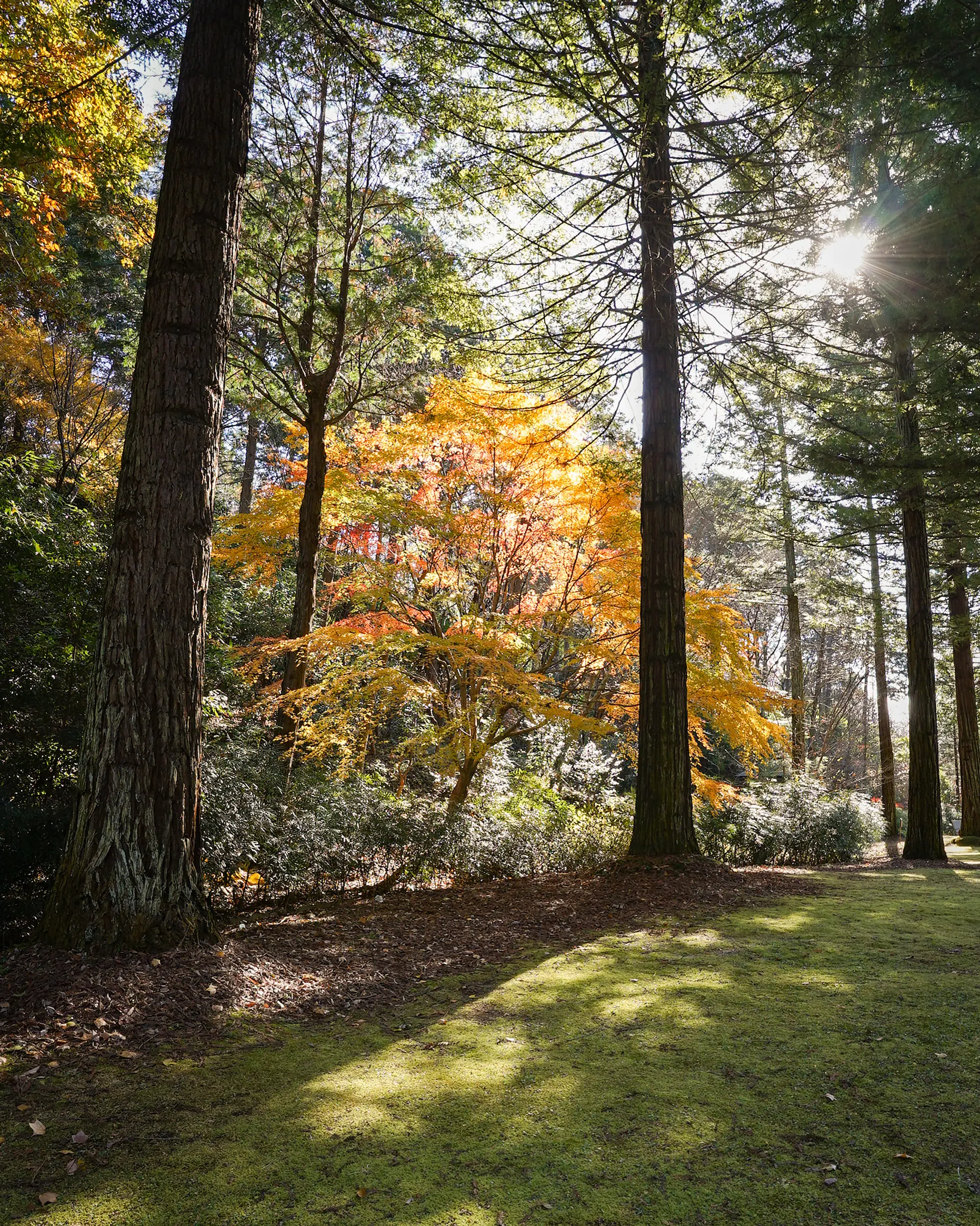 レッドウッドの森の紅葉